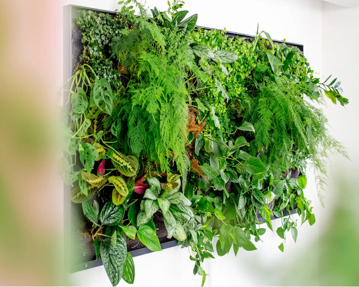 En mosforståelse :) - mos erstatter ikke planter.