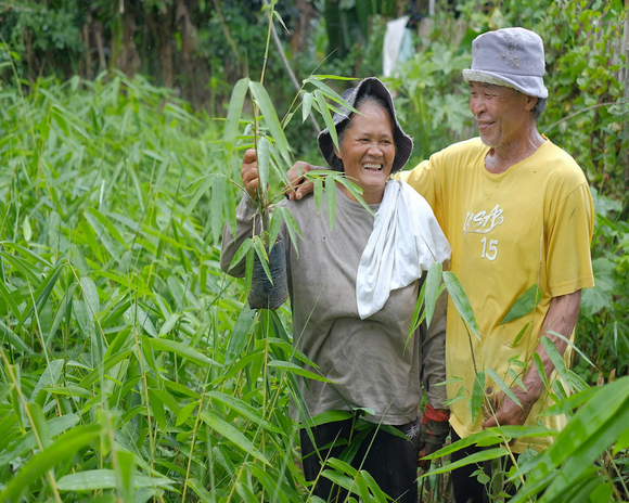 Træplantning i hele Verden. Hver ordre planter et nyt træ