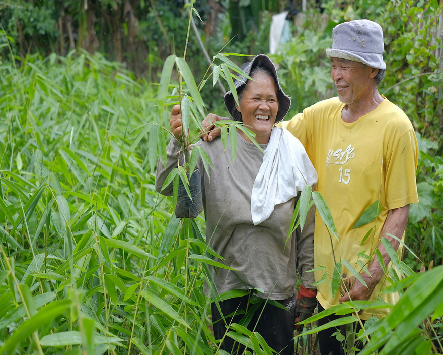 Træplantning i hele Verden. Hver ordre planter et nyt træ